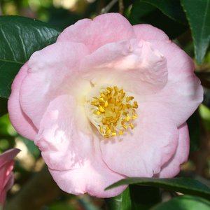 Berenice Boddy Camellia, Camellia japonica 'Berenice Boddy'